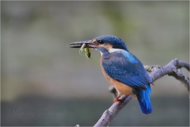 <p>LEDŇÁČEK ŘÍČNÍ (Alcedo attis) Šluknovsko - Jiříkov /Common kingfisher - Eisvogel/</p>